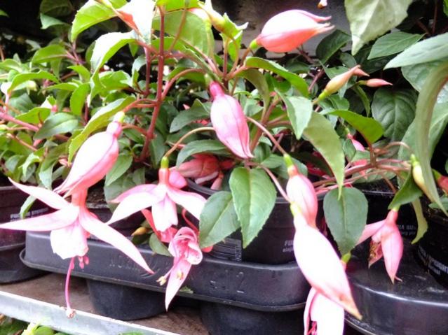 Name:  DSCF0631.jpg
Views: 489
Size:  61.3 KB
