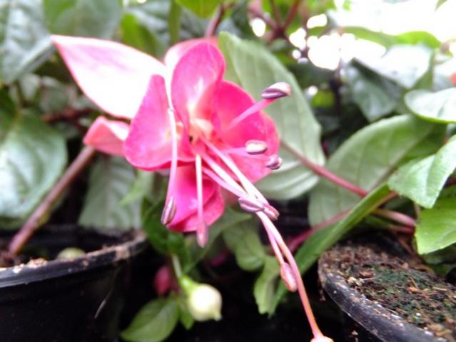 Name:  DSCF0632.jpg
Views: 499
Size:  40.3 KB