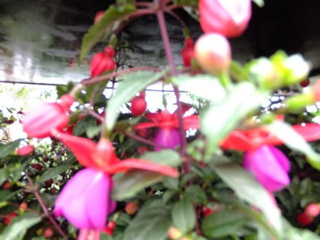 Name:  DSCF0633.jpg
Views: 553
Size:  42.0 KB