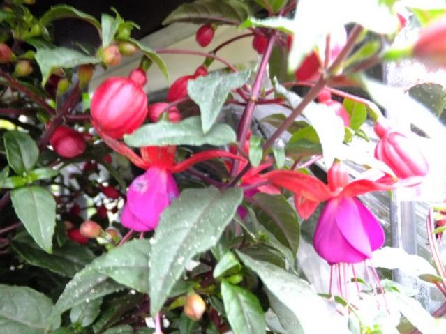 Name:  DSCF0634.jpg
Views: 520
Size:  50.9 KB