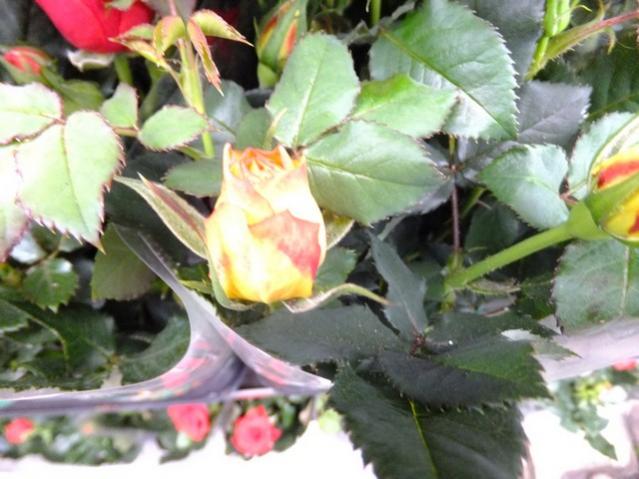 Name:  DSCF0636.jpg
Views: 535
Size:  47.3 KB