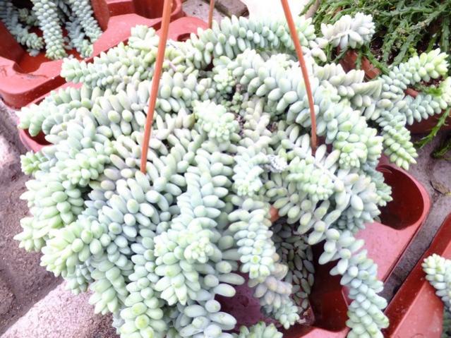 Name:  DSCF0638.jpg
Views: 485
Size:  69.5 KB