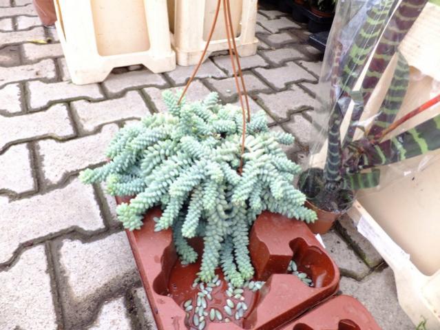 Name:  DSCF0639.jpg
Views: 497
Size:  59.0 KB