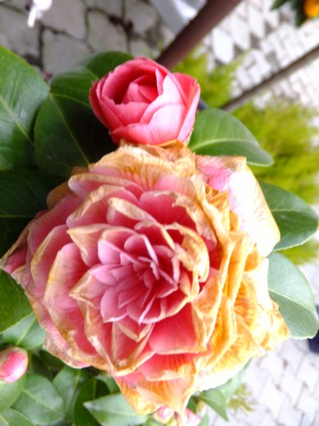 Name:  DSCF0646.jpg
Views: 470
Size:  59.7 KB