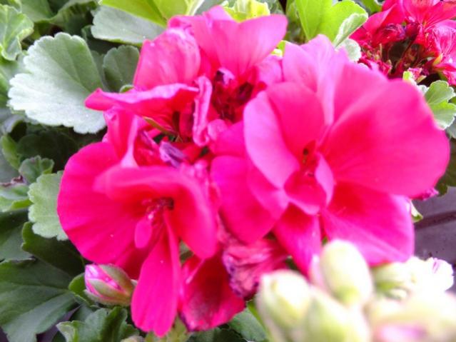 Name:  DSCF0647.jpg
Views: 582
Size:  41.3 KB