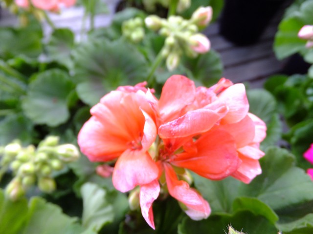 Name:  DSCF0650.jpg
Views: 585
Size:  68.8 KB