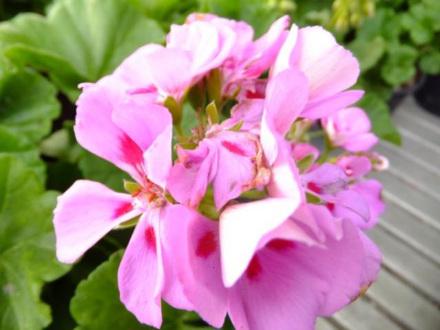 Name:  DSCF0651.jpg
Views: 508
Size:  36.4 KB