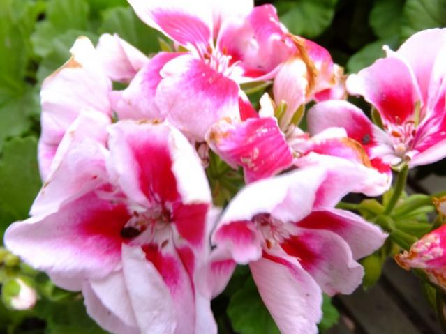 Name:  DSCF0652.jpg
Views: 512
Size:  42.3 KB