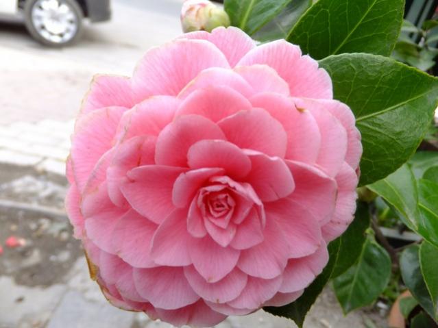 Name:  DSCF0655.jpg
Views: 499
Size:  37.1 KB