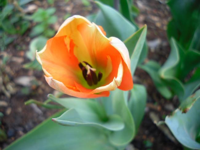 Name:  SDC13405 copy.jpg
Views: 417
Size:  31.5 KB