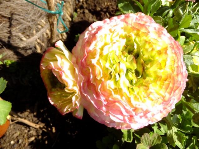 Name:  DSCF0675.jpg
Views: 432
Size:  57.6 KB