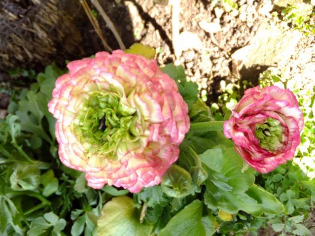 Name:  DSCF0676.jpg
Views: 409
Size:  61.7 KB