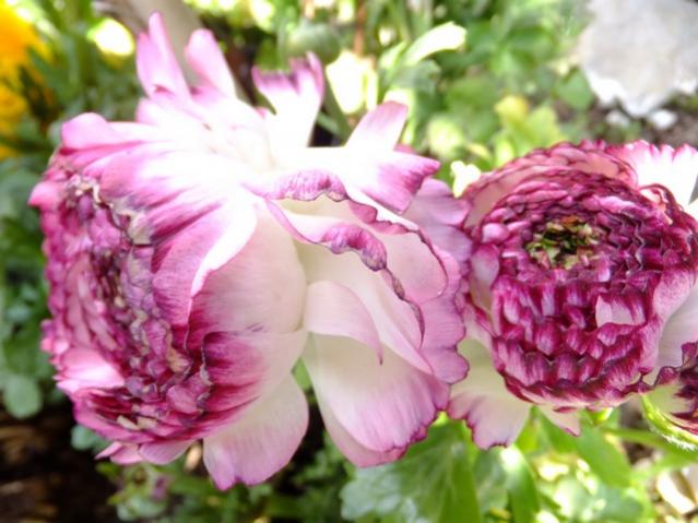 Name:  DSCF0678.jpg
Views: 419
Size:  47.3 KB