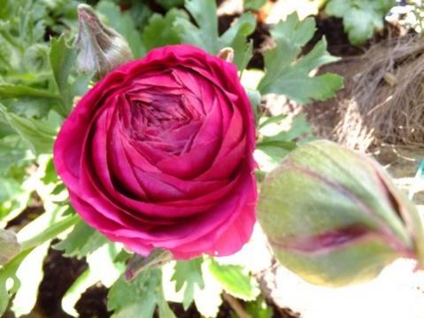 Name:  DSCF0679.jpg
Views: 396
Size:  31.2 KB