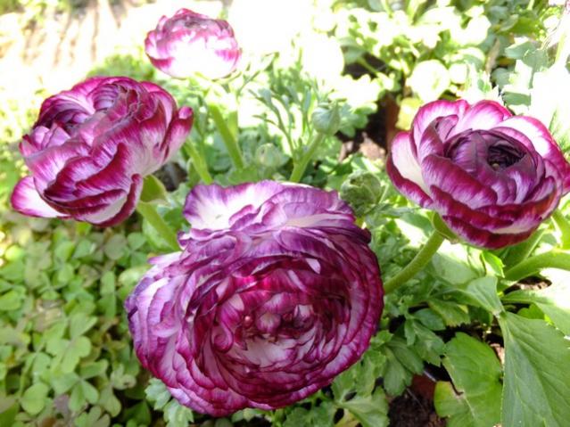 Name:  DSCF0680.jpg
Views: 384
Size:  61.0 KB