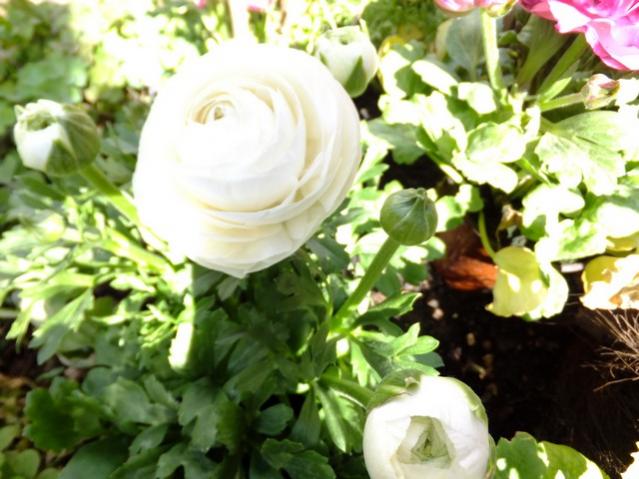 Name:  DSCF0681.jpg
Views: 407
Size:  49.7 KB