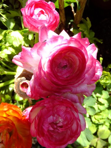 Name:  DSCF0684.jpg
Views: 398
Size:  67.7 KB