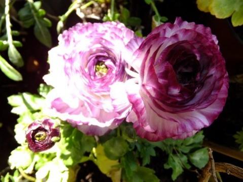 Name:  DSCF0688.jpg
Views: 370
Size:  30.1 KB