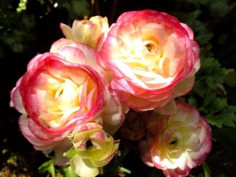 Name:  DSCF0690.jpg
Views: 392
Size:  26.6 KB