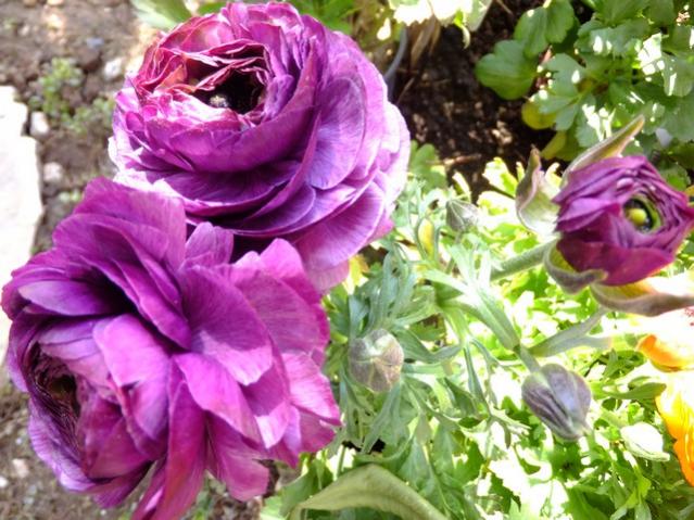 Name:  DSCF0694.jpg
Views: 397
Size:  63.9 KB