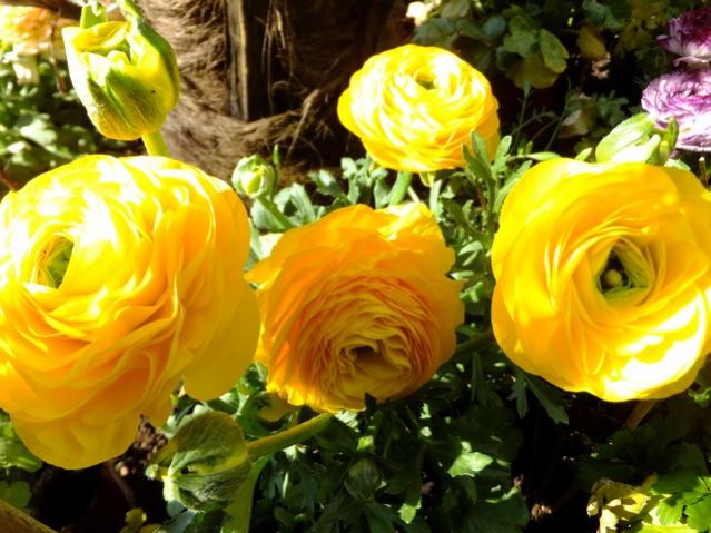 Name:  DSCF0696.jpg
Views: 389
Size:  54.7 KB