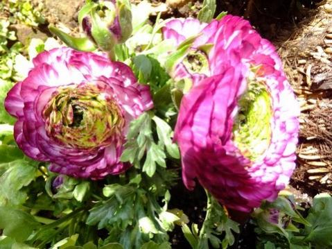 Name:  DSCF0698.jpg
Views: 385
Size:  44.4 KB