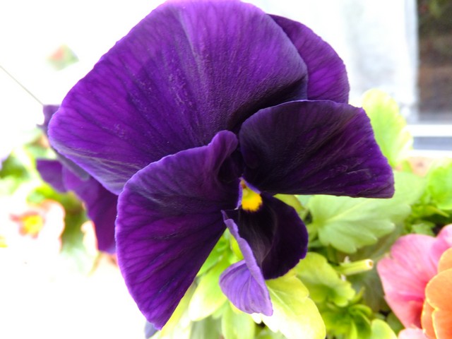 Name:  DSCF0710.jpg
Views: 390
Size:  68.3 KB