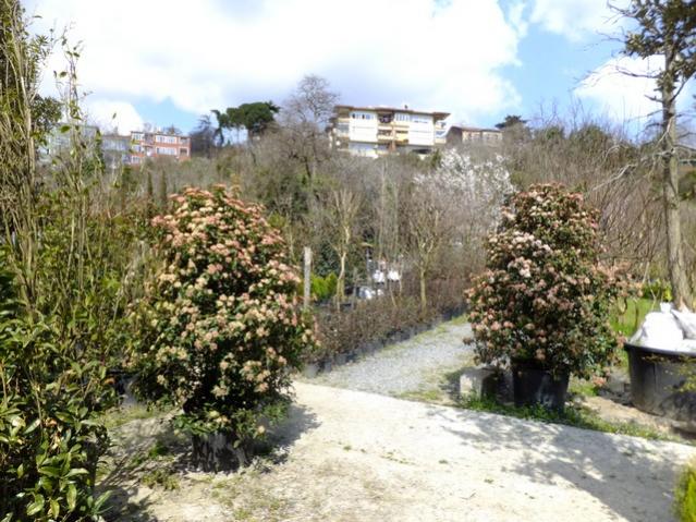 Name:  DSCF0714.jpg
Views: 373
Size:  69.8 KB