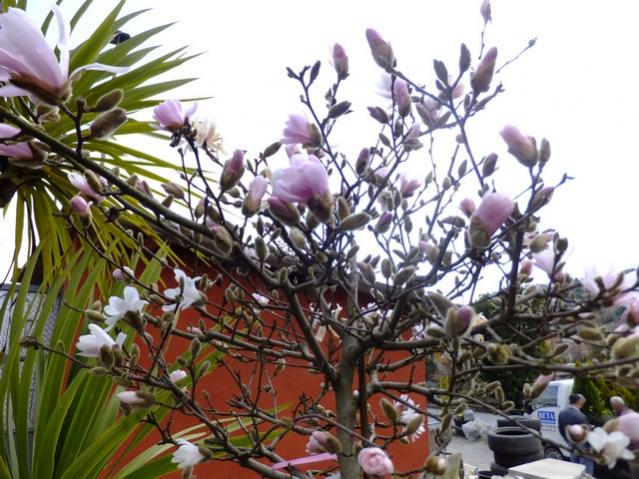 Name:  DSCF0723.jpg
Views: 353
Size:  64.0 KB