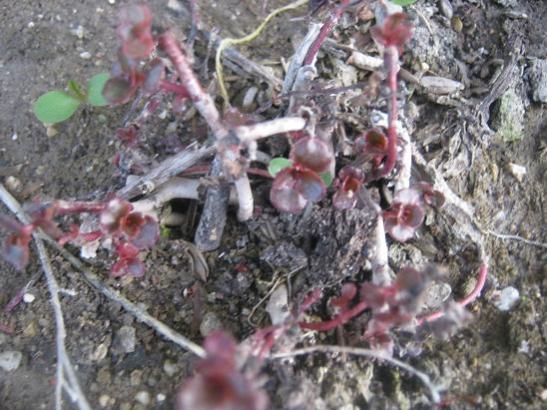 Name:  sedum spurium.jpg
Views: 1512
Size:  51.6 KB