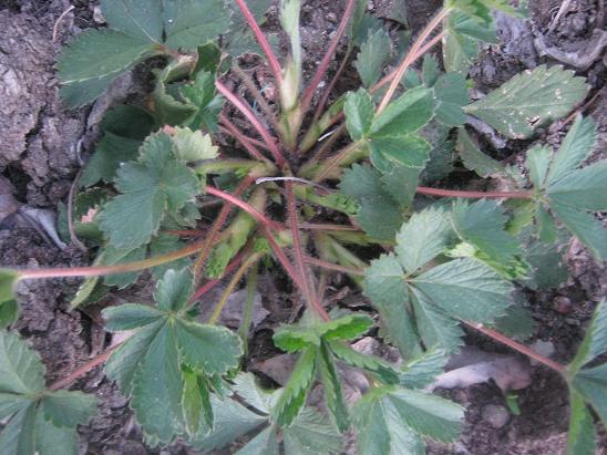 Name:  potentilla.JPG
Views: 1318
Size:  64.1 KB