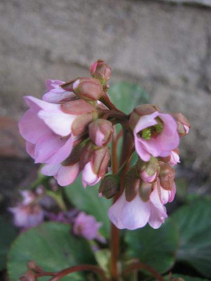Name:  bergenia.JPG
Views: 1318
Size:  30.8 KB