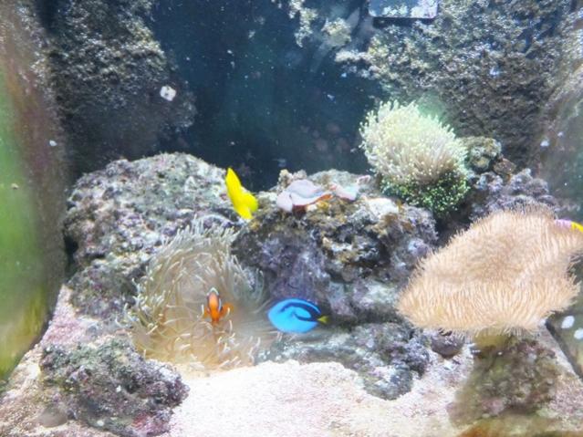 Name:  DSCF0737.jpg
Views: 346
Size:  60.7 KB