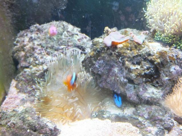 Name:  DSCF0744.jpg
Views: 341
Size:  54.8 KB