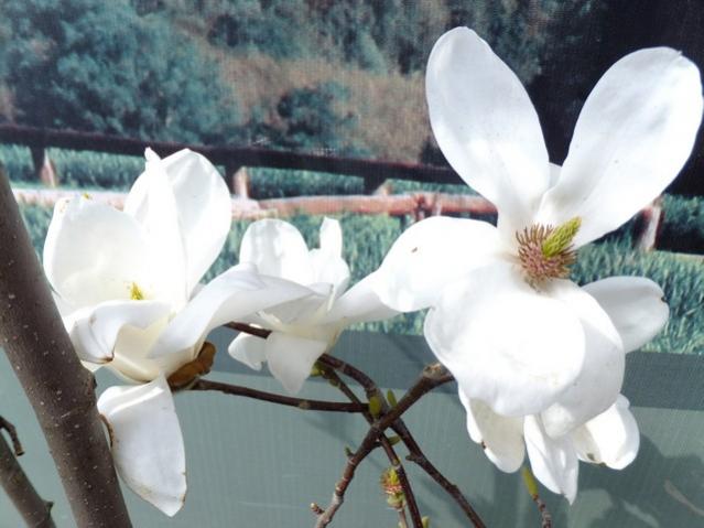 Name:  DSCF0754.jpg
Views: 356
Size:  39.9 KB