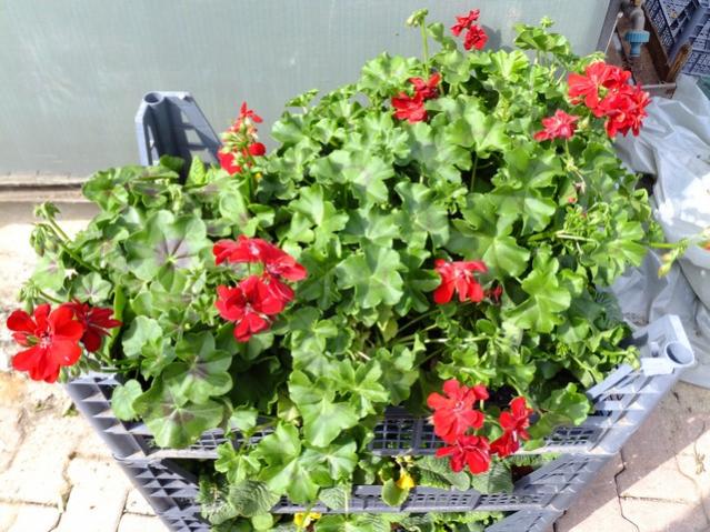 Name:  DSCF0755.jpg
Views: 369
Size:  68.9 KB