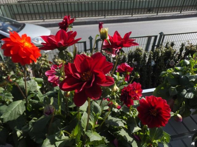 Name:  DSCF0769.jpg
Views: 337
Size:  58.5 KB