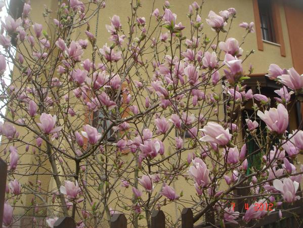 Name:  DSC08791.jpg
Views: 793
Size:  72.0 KB