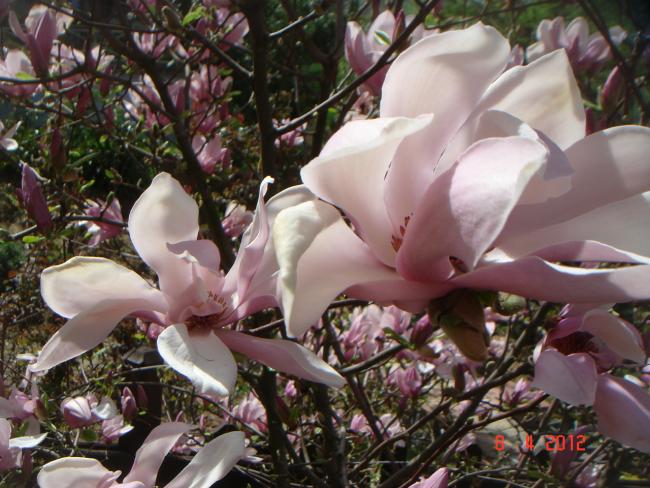 Name:  DSC09223.jpg
Views: 760
Size:  59.8 KB