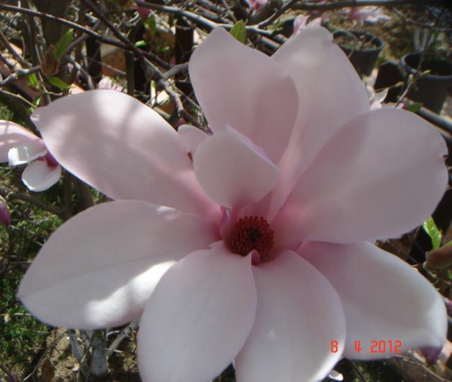 Name:  DSC09221.jpg
Views: 748
Size:  39.8 KB