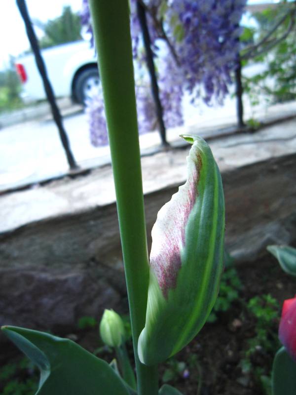 Name:  ebruli lale2.jpg
Views: 1841
Size:  49.3 KB