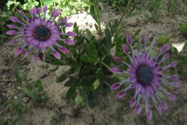 Name:  bodrum papatyas1.jpg
Views: 2401
Size:  46.7 KB