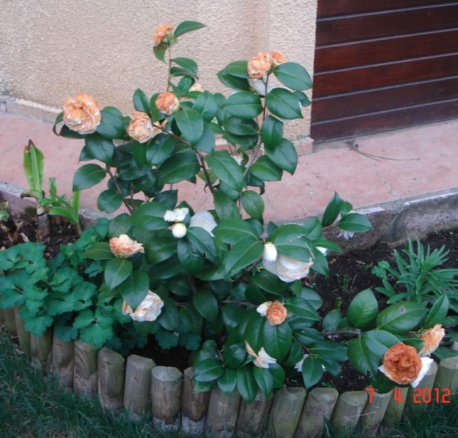 Name:  DSC08779.jpg
Views: 1990
Size:  70.0 KB