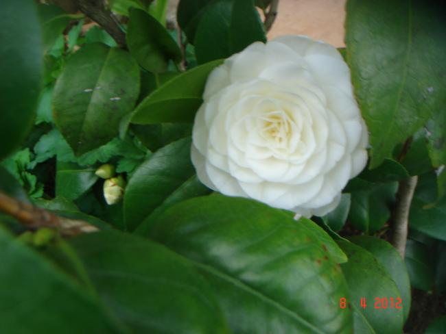 Name:  DSC09055.jpg
Views: 2279
Size:  28.1 KB