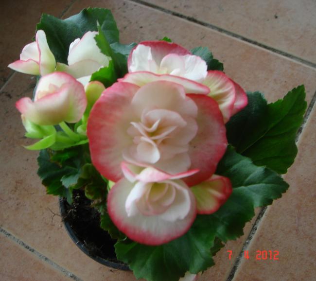 Name:  DSC08951.jpg
Views: 728
Size:  40.5 KB