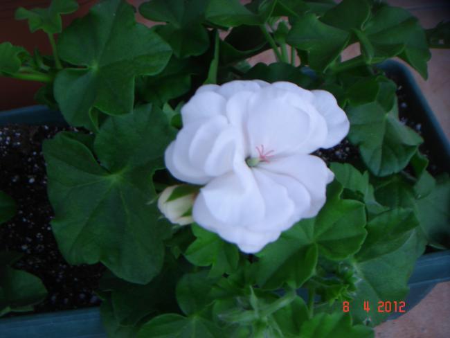 Name:  DSC09019.jpg
Views: 812
Size:  29.8 KB