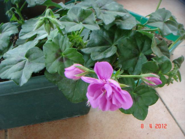 Name:  DSC09014.jpg
Views: 796
Size:  44.1 KB