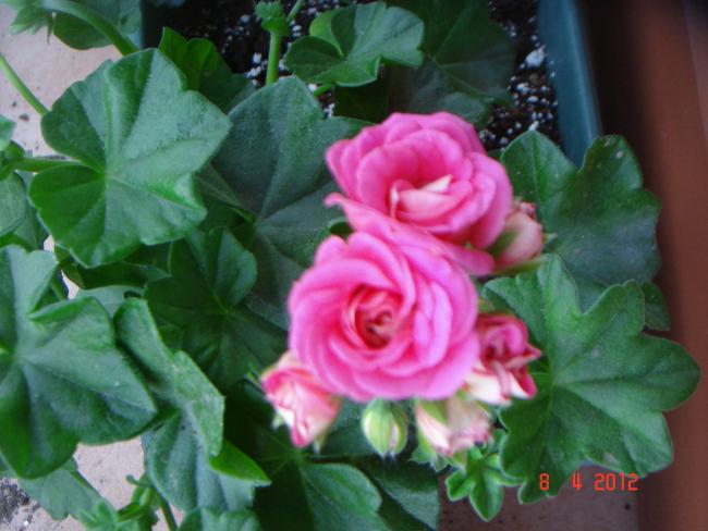 Name:  DSC09017.jpg
Views: 792
Size:  43.6 KB