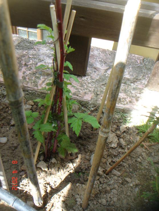 Name:  DSC09243.jpg
Views: 726
Size:  73.3 KB