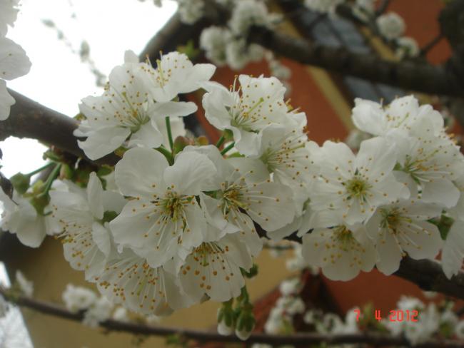 Name:  DSC08886.jpg
Views: 739
Size:  37.3 KB